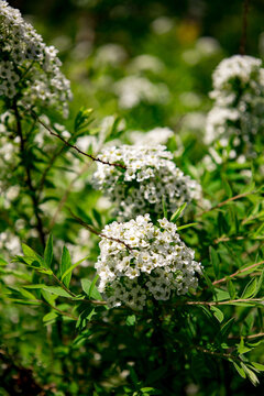 Dense clusters of small white flowers bloom on vibrant green leafy branches. Bright sunlight enhances the natural colors of the foliage and blossoms, creating a lively garden scene with blurred vegeta