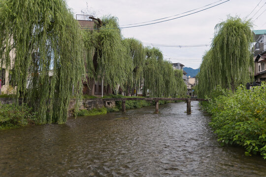 柳に囲まれた京都・白川の行者橋と石橋