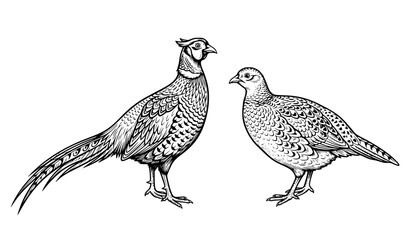 Fototapeta premium Male Rooster and Female Hen Pheasant Pair Wildlife Line Art Vector