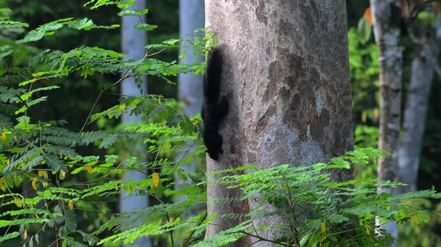 Prevost's black squirrel, in Tabin, Borneo.