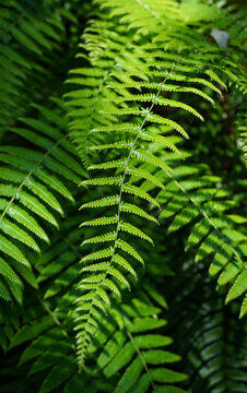 green fern leaves