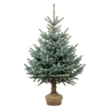 Small blue spruce christmas tree in a burlap sack isolated on transparent background
