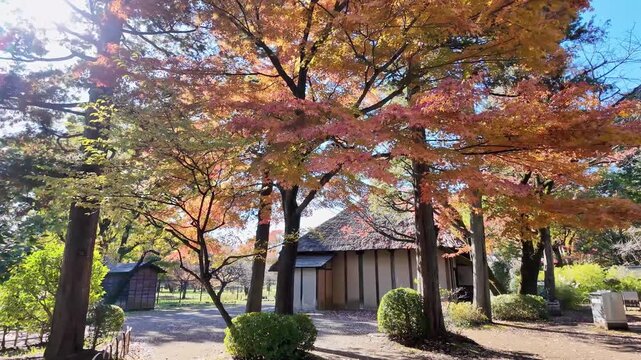 Trees with autumn foliage sway near a traditional thatched roof house.