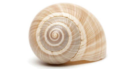 Obraz premium Close-up of Beige Spiral Shell on White Background for Nature and Marine Life