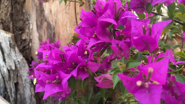 purple Bougainvillea flowers background, bunga Bougenville merah dan ungu asia. purple, voilet, lilac. close up view. Bougenville flowers are also called paper flowers