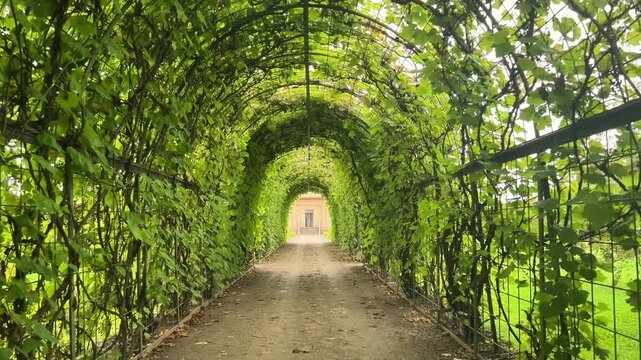 View along a gravel path inside a long metal arbor covered with green vine leaves. Ideal for landscape architecture, winery promos, travel videos, and estate marketing.