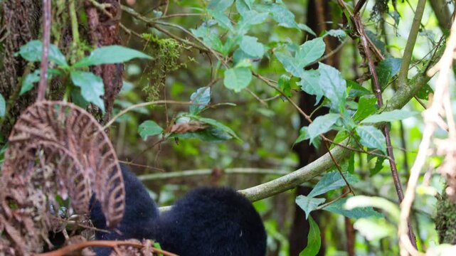 Two young mountain gorillas engaged in playful social interaction among dense foliage and woody vines in Uganda's montane rainforest, showing juvenile behavior and dark fur, close-up