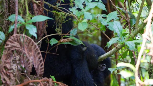 Young mountain gorillas engaged in playful social bonding among dense montane rainforest vegetation in Bwindi Impenetrable National Park, Uganda, telephoto tracking shot