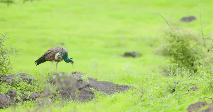 Male Peacock pecks for food on wet rock in drizzle; slow motion monsoon bird foraging