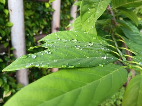 Close up view of fresh green Annona squamosa sugar apple leaves covered with water drops