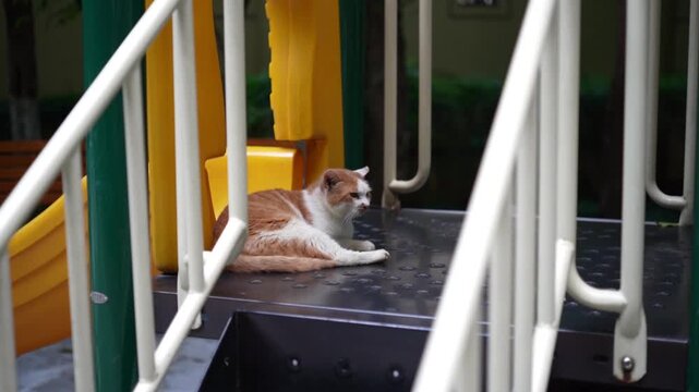 Fluffy Ginger Cat Sitting On a Children's Playground