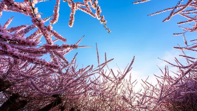Pink flowering branches frame bright blue sky as sunlight glows through dense blossoms, creating a low-angle spring canopy view with delicate textures and vivid natural color