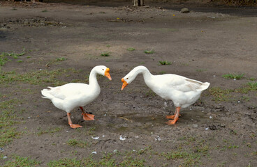 The pair of Muscovy duck seem in the fight, white goose on a green grass, geese on the farm © Wiwik