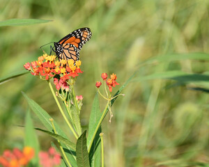 Monarch on Milkweed With Copy Space © Kimberly