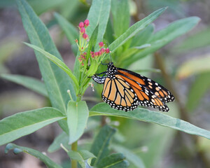Monarch Laying Eggs on Milkweed  © Kimberly