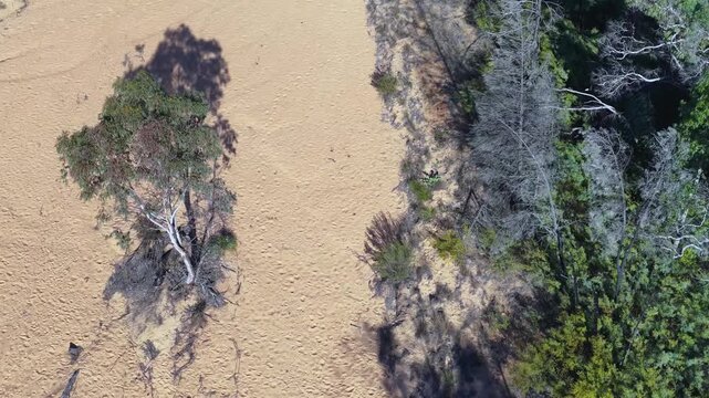 Aerial Overhead View of Dry Sandy Creek Bed and Eucalyptus Trees