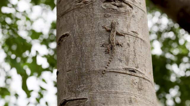 Camouflaged Gecko Resting Motionless on Tree Trunk in Tropical Forest