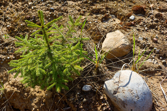 Vibrant tiny spruce tree sprouting boldly amidst rough gravel pit ground, rocks, and sparse dry grass under bright sunlight