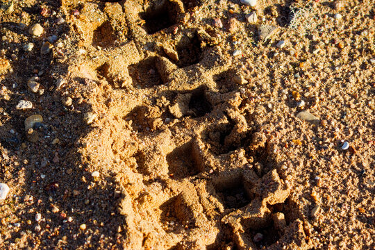 Deep, aggressive knobby tire tracks left by an enduro motorcycle imprinted in the coarse desert sand under bright sunlight, capturing the texture of off-road adventure travel