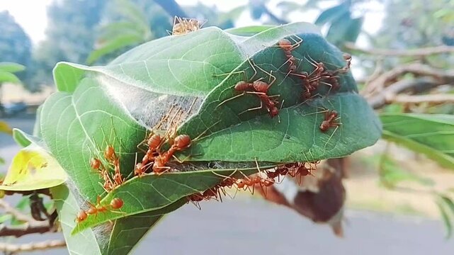 ants on a leaf