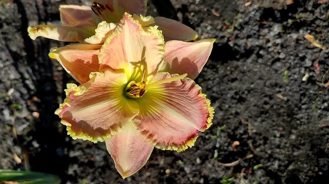 Blooming flower. Bright pink orange day-lily blooms on backdrop of brown earth on sunny summer day. Flower garden daylilies blossoming, fully blossomed. Nature backdrop. Natural background