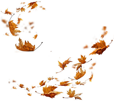 leaf leaves isolated autumn winter season background falling fall platanus tree wid air w