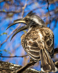 A Southern Grey Hornbill (Lophoceros nasutus epirhinus) perches on a branch, bill open, at Goo-Moremi Gorge in Botswana © FaerOut