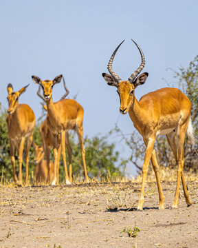 Common Impalas (Aepyceros melampus melampus) led by a young male, Chobe National Park, Botswana