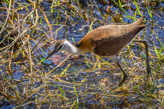 African Jacana (Actophilornis africanus) walking on reeds in the Chobe River, Chobe National Park, Botswana