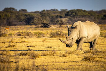 Southern White Rhinocerous (Ceratotherium simum simum) with landscape at the Khama Rhino Reserve in Botswana © FaerOut