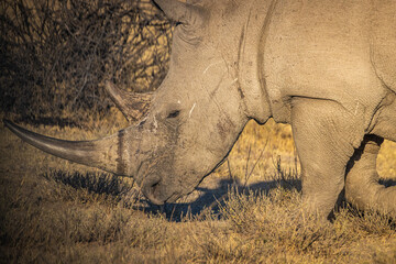 Southern White Rhinocerous (Ceratotherium simum simum) grazing at the Khama Rhino Reserve in Botswana © FaerOut