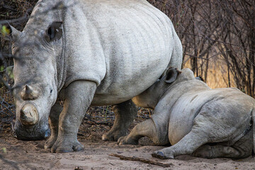 A nursing young Southern White Rhinocerous (Ceratotherium simum simum) and its mother at Khama Rhino Reserve in Botswana © FaerOut