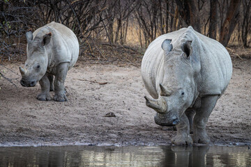 Young Southern White Rhinocerous (Ceratotherium simum simum) with its mother at Khama Rhino Reserve in Botswana © FaerOut