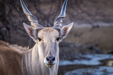 Portrait of a Cape Eland (Tragelaphus oryx oryx), female, front view (subspecies of the Common Eland) © FaerOut