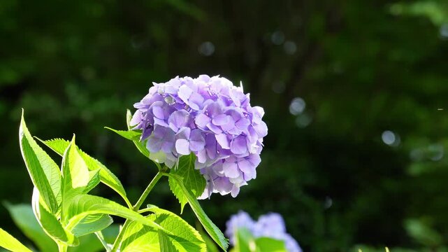 Beautiful purple blue hydrangea flower blooming against dark green background