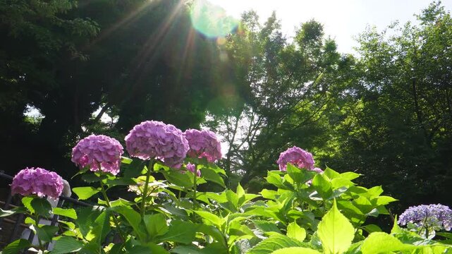 Camera panning right over pink hydrangea flowers blooming in sunlight
