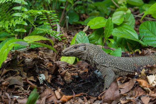 Large lizard walks through leaf litter