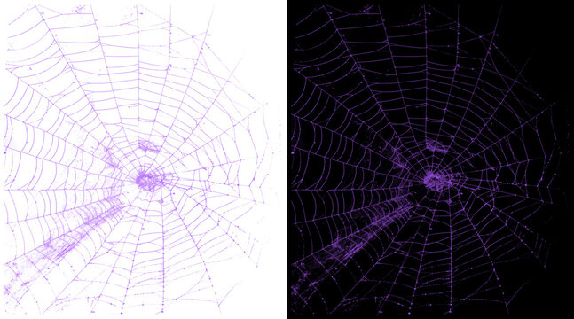 Purple spider web illustration set, spooky cobweb design elements on white and black backgrounds, gothic halloween graphic assets