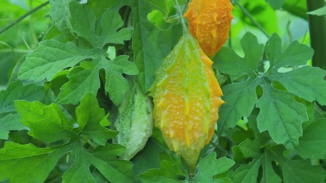 Ripe Fruit of Bitter Melon