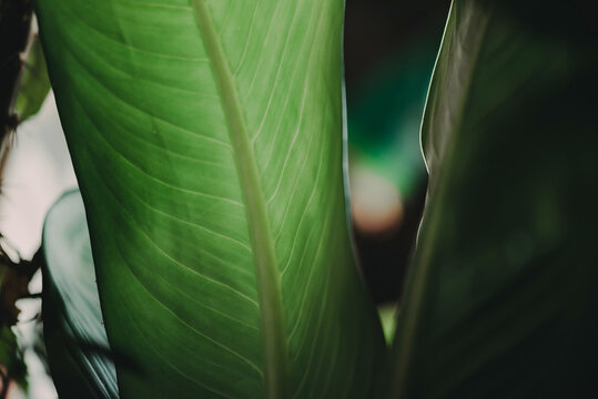 Abstract, nature Green leaf background and beautiful wallpaper.