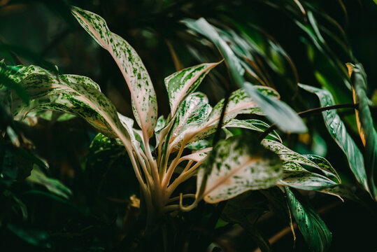 Abstract, nature Green leaf background and beautiful wallpaper.