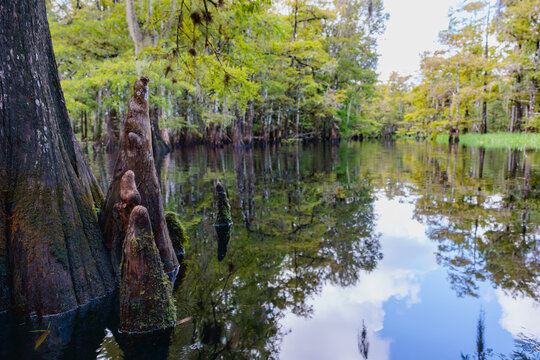 Fisheating Creek cypress swamp area in central Florida