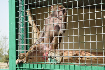 Hamadryas baboon monkey sitting inside a cage behind metal bars © Rubin