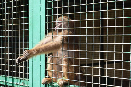 Baboon reaching its paw out through metal cage bars