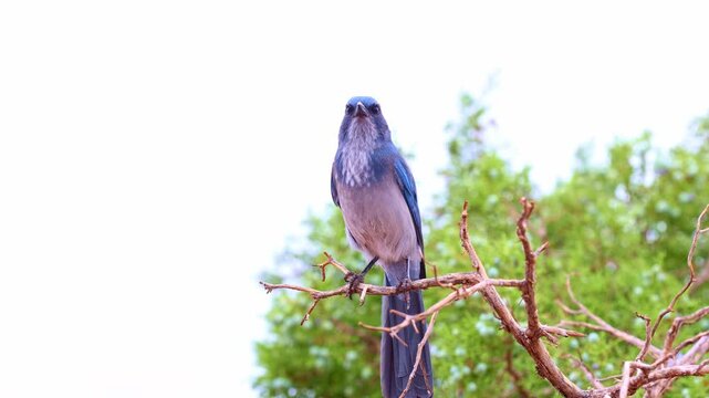 Blue crested Steller jay sits perched on a leafy tree bough against the desert canyon backdrop of Capitol Reef National Park Utah