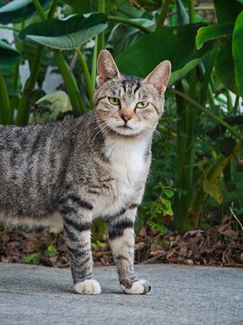 A disturbed cat making a face of indifference at the camera