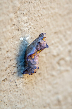 Pipevine Swallowtail (Battus philenor)