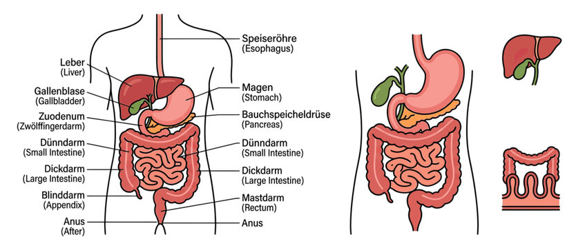 Human Digestive System Anatomy Illustration Isolated