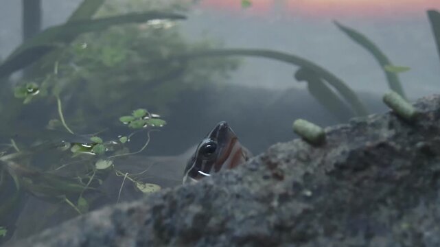 Detail shot to a cute juvenile Philippine box turtle (Cuora philippinensis) looking intently at a food pellet on the edge of a rock while glofish danio (Danio rerio) swims nearby
