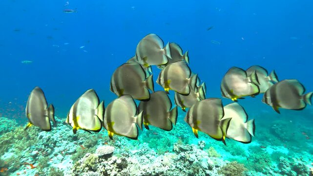 A large school of batfish swimming together over a vibrant coral reef in Ras Mohammed National Park, Red Sea,